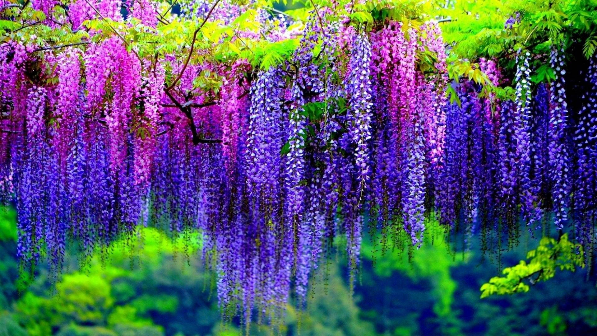 1920x1080 Hd Flower Wisteria Cluster