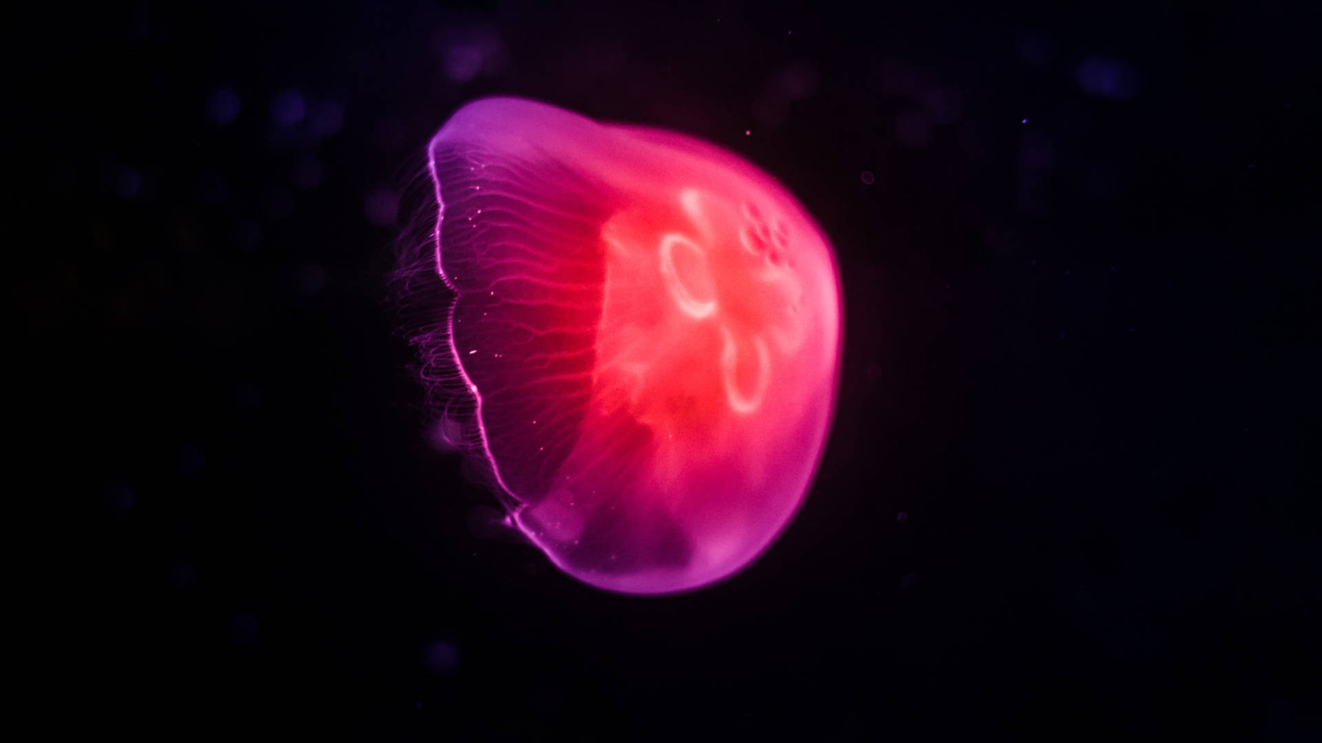 1920x1080 Hd Glowing Pink Jellyfish