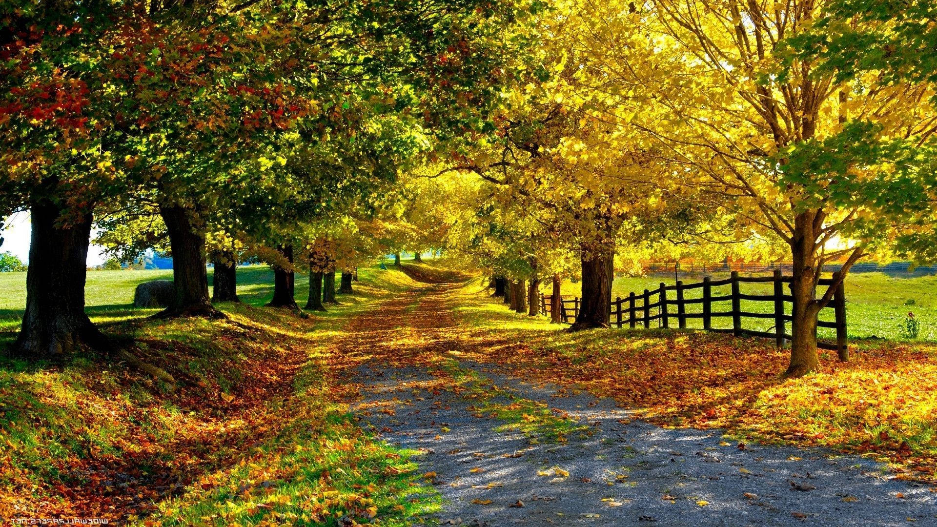 1920x1080 Hd Nature Autumn Road Background