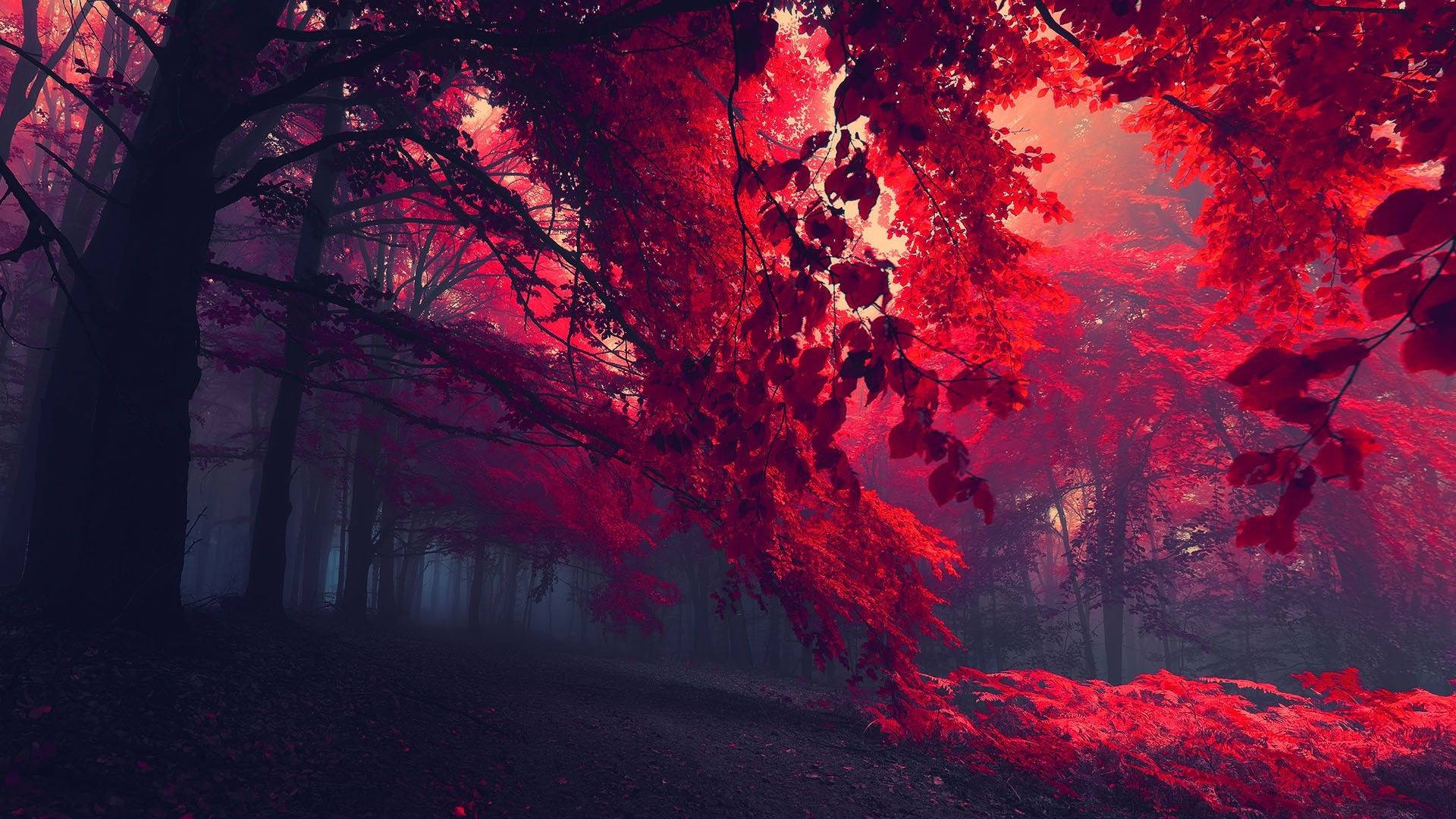 1920x1080 Hd Nature Red Forest Background
