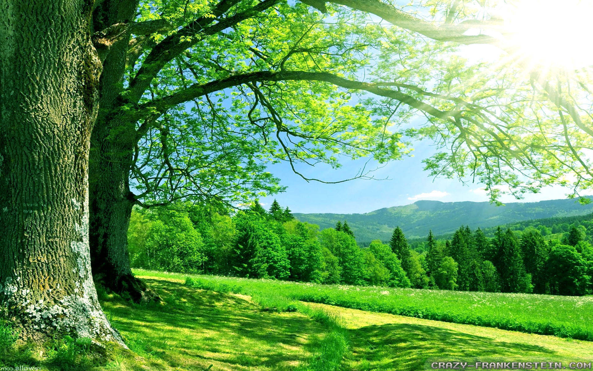 1920x1080 Hd Nature Summer Forest Background