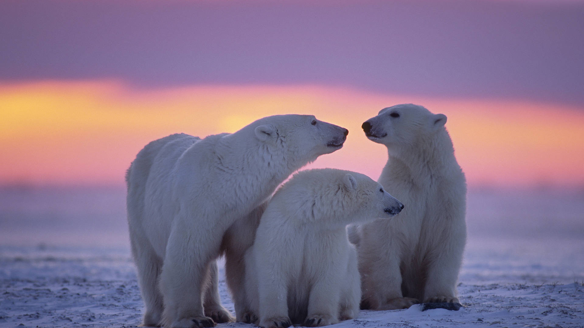 1920x1080 Hd Polar Bear Family