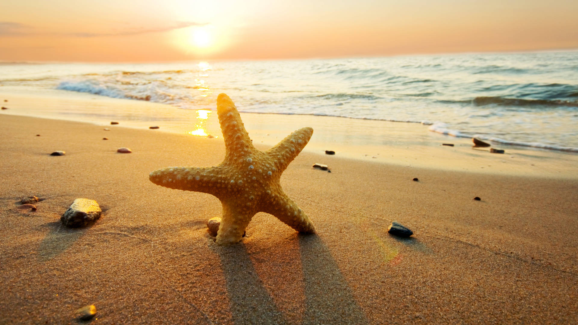 1920x1080 Hd Summer With Starfish Background