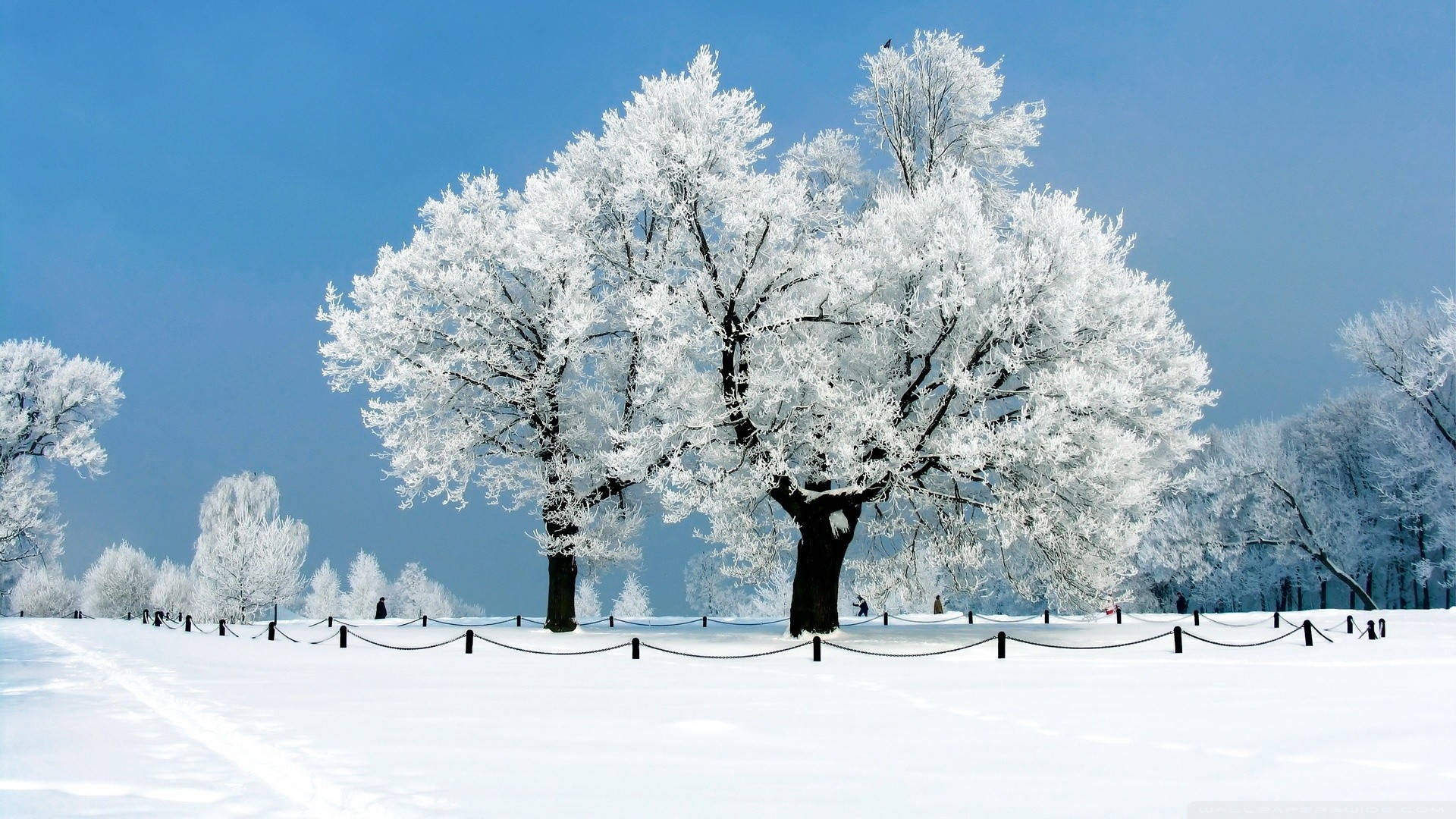 1920x1080 Winter Desktop Background Of Trees Background