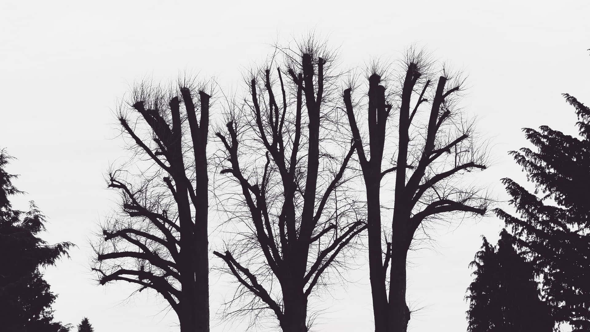 2048x1152 Aesthetic Leafless Trees Silhouette Background