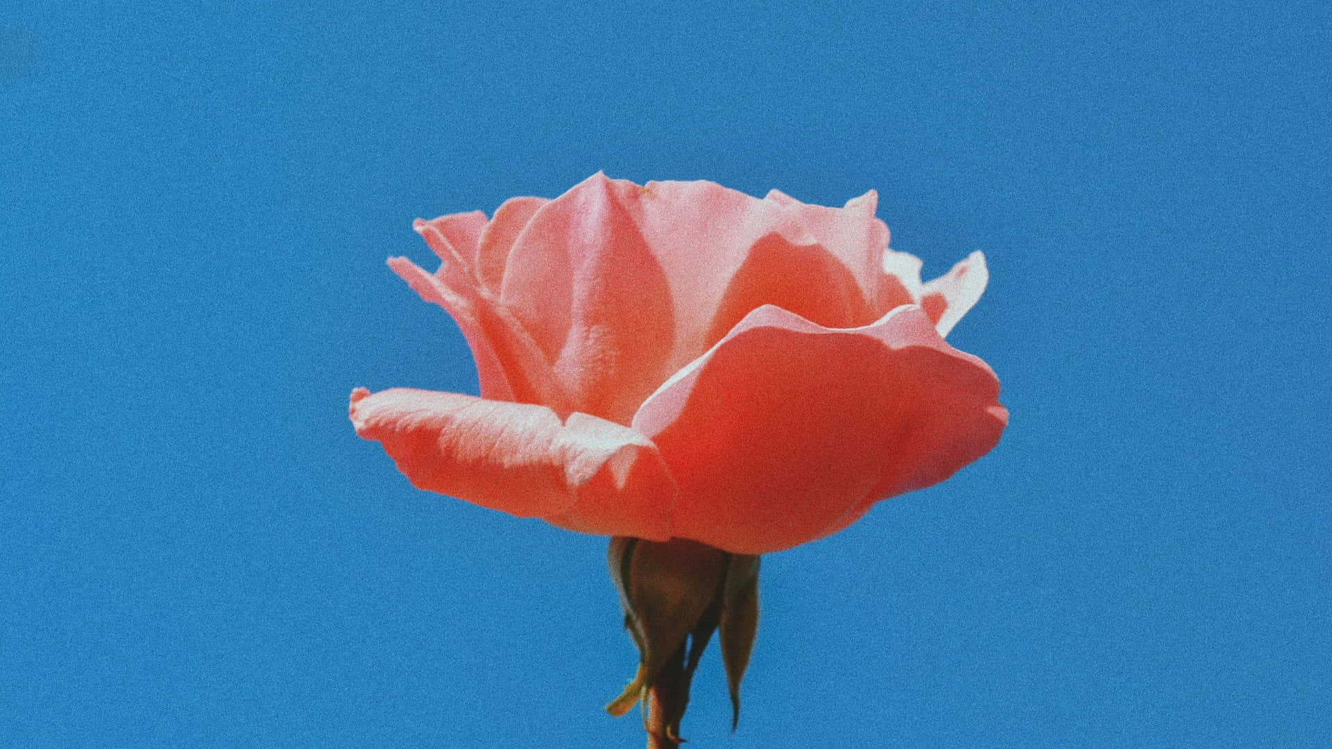 2048x1152 Aesthetic Pink Rose Background