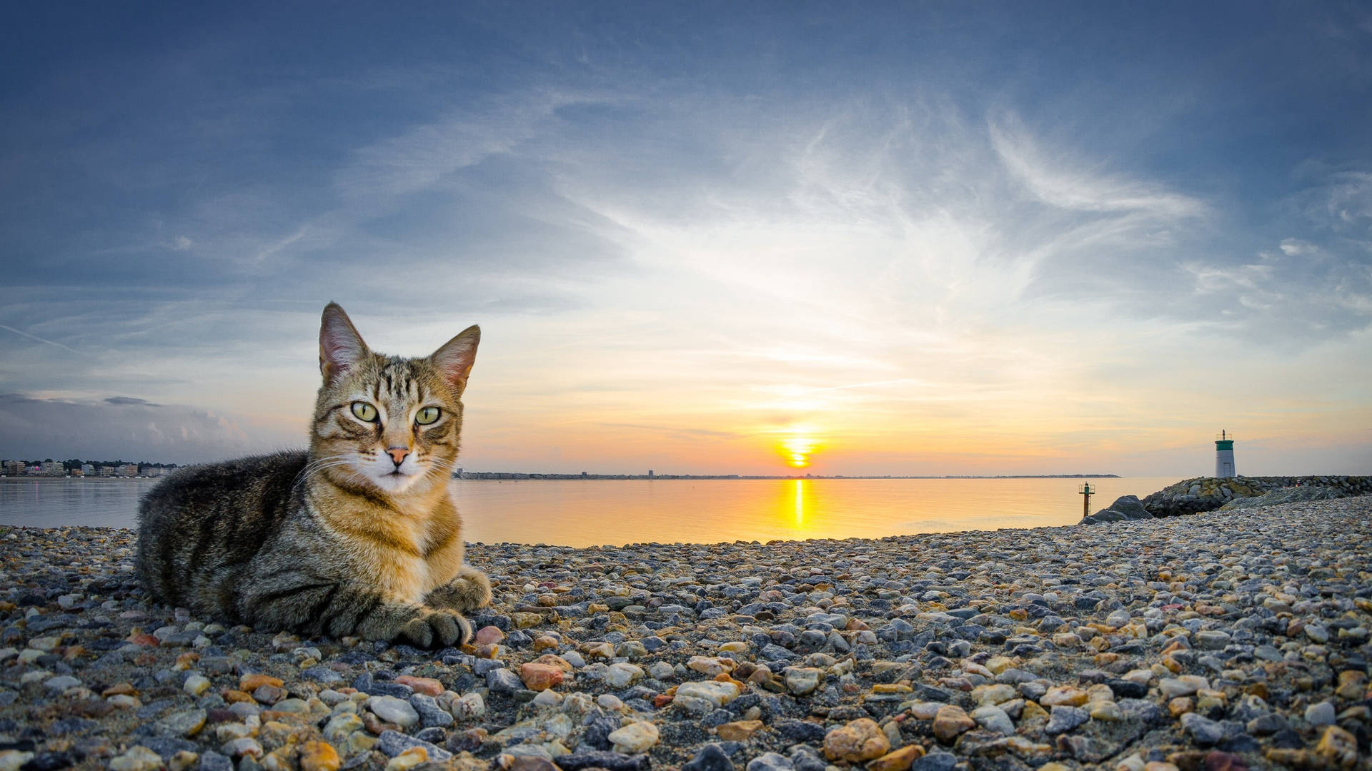 2560 X 1440 Cat Along Seaside