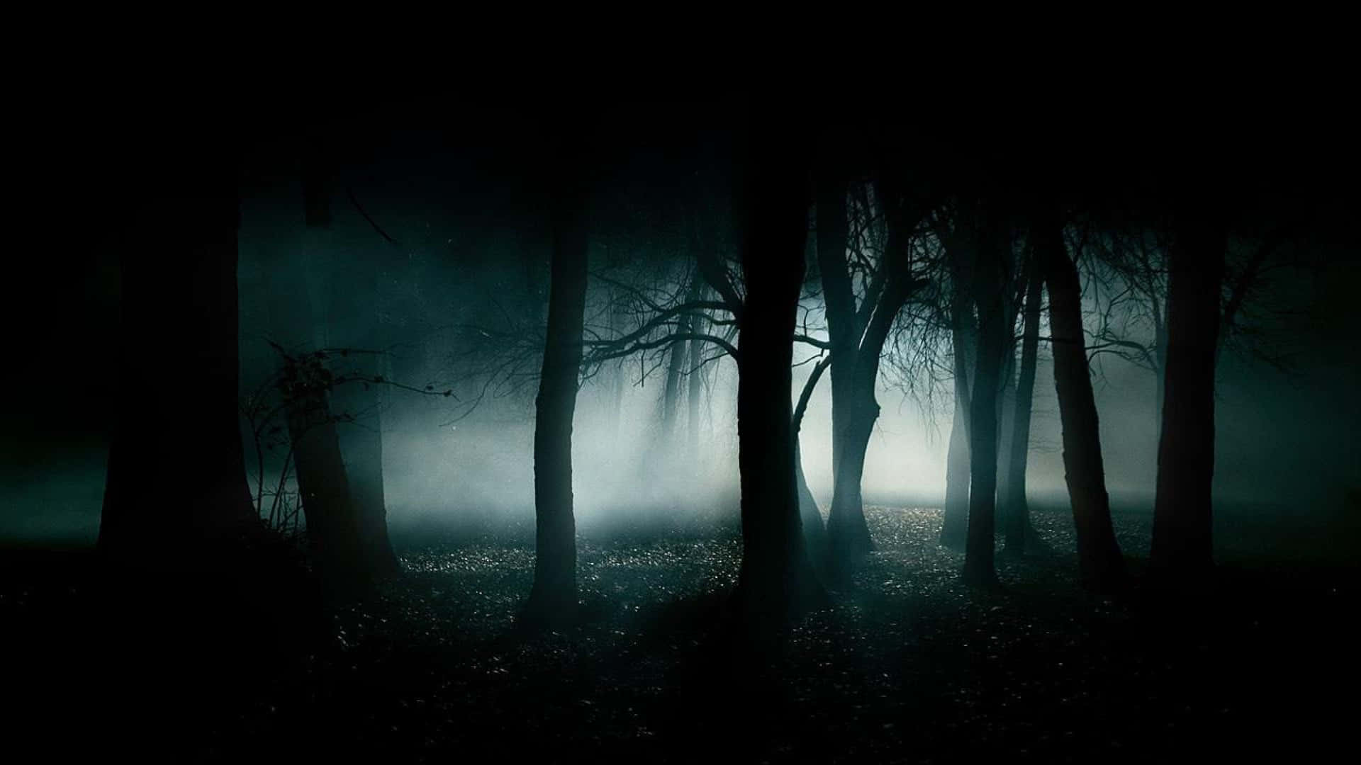 2560x1440 Black Eerie Forest Background