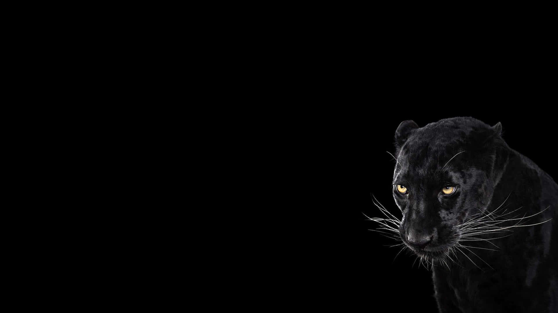 2560x1440 Black Panther Animal Background