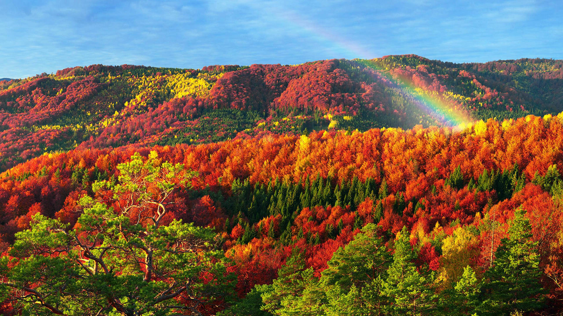 2560x1440 Fall Colourful Forest Background