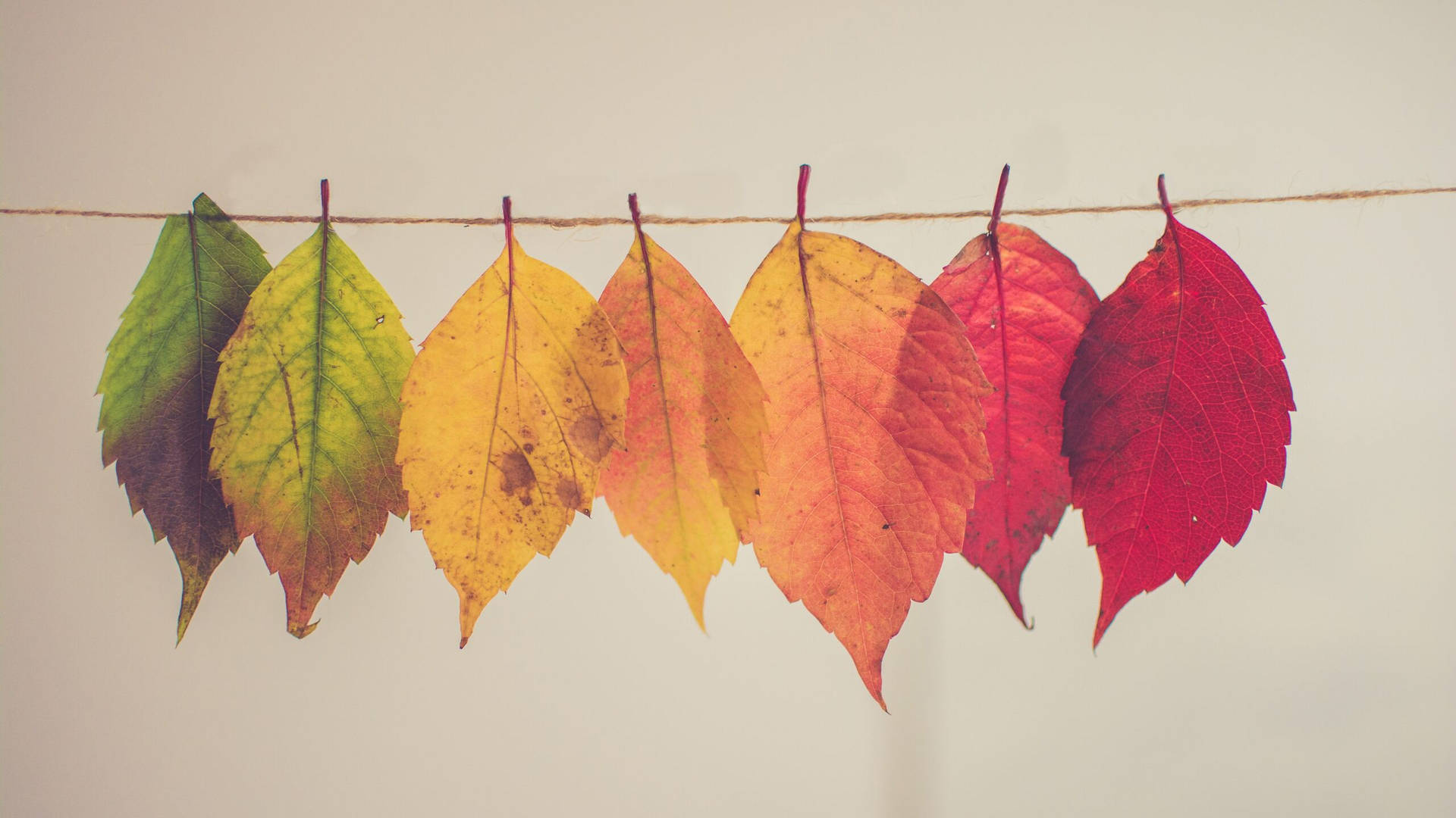 2560x1440 Fall Colourful Leaves Background
