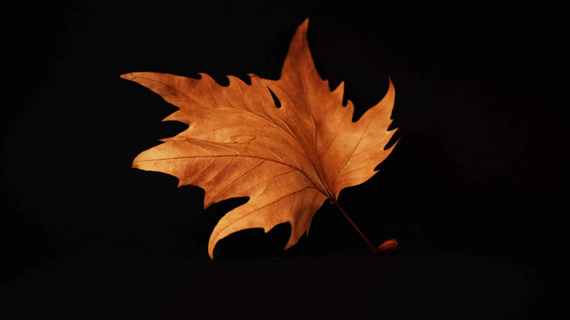 2560x1440 Fall Dried Maple Leaf Background