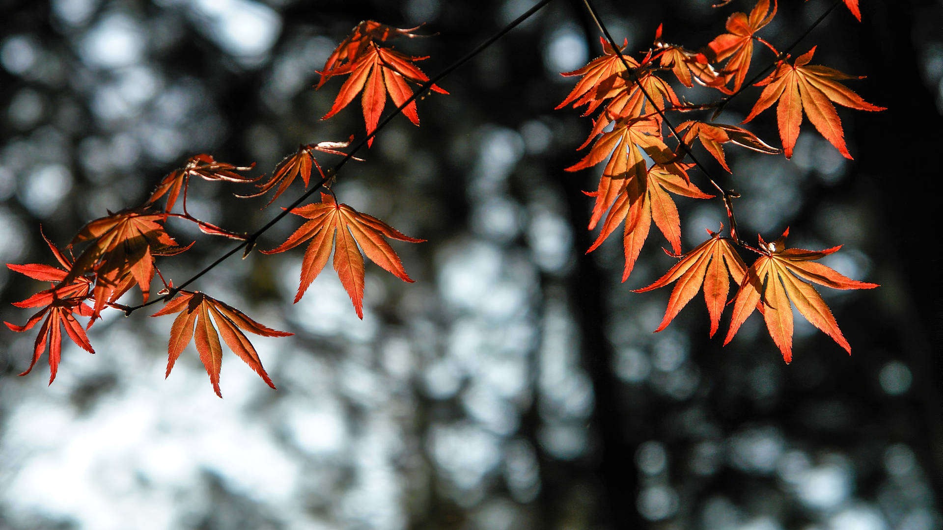 2560x1440 Fall Glowing Orange Leaves Background