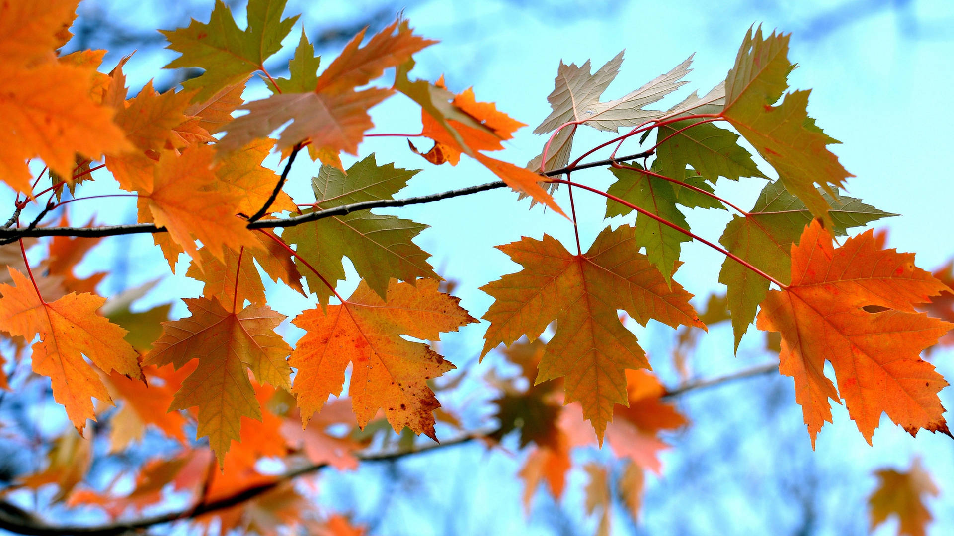 2560x1440 Fall Green And Orange Leaves Background