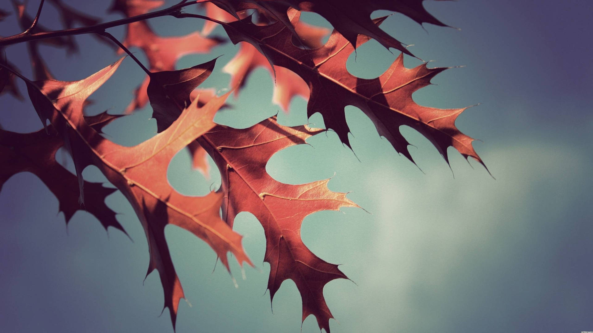 2560x1440 Fall Jagged Maple Leaves Background