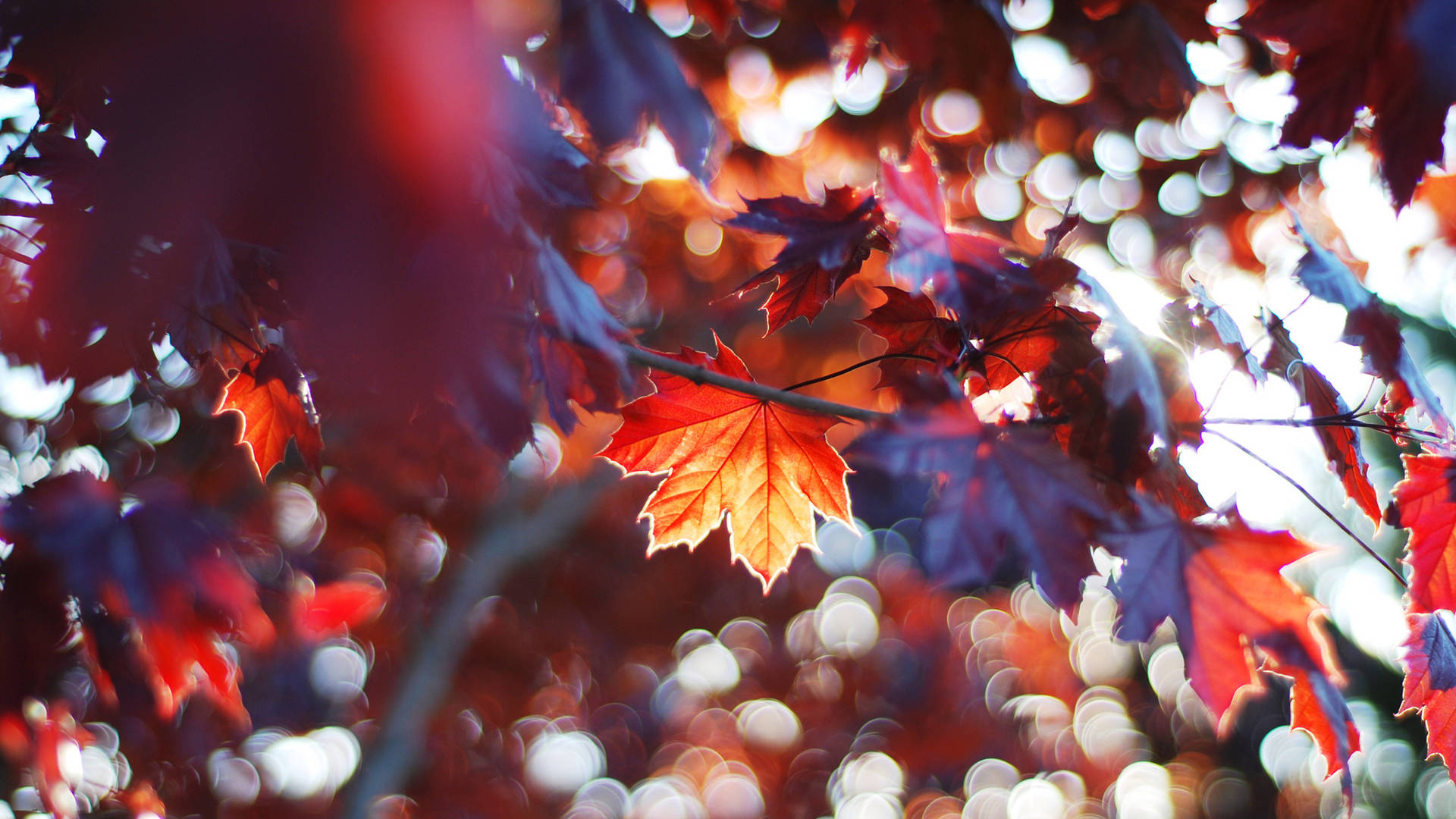 2560x1440 Fall Leaves And Sunrays Background