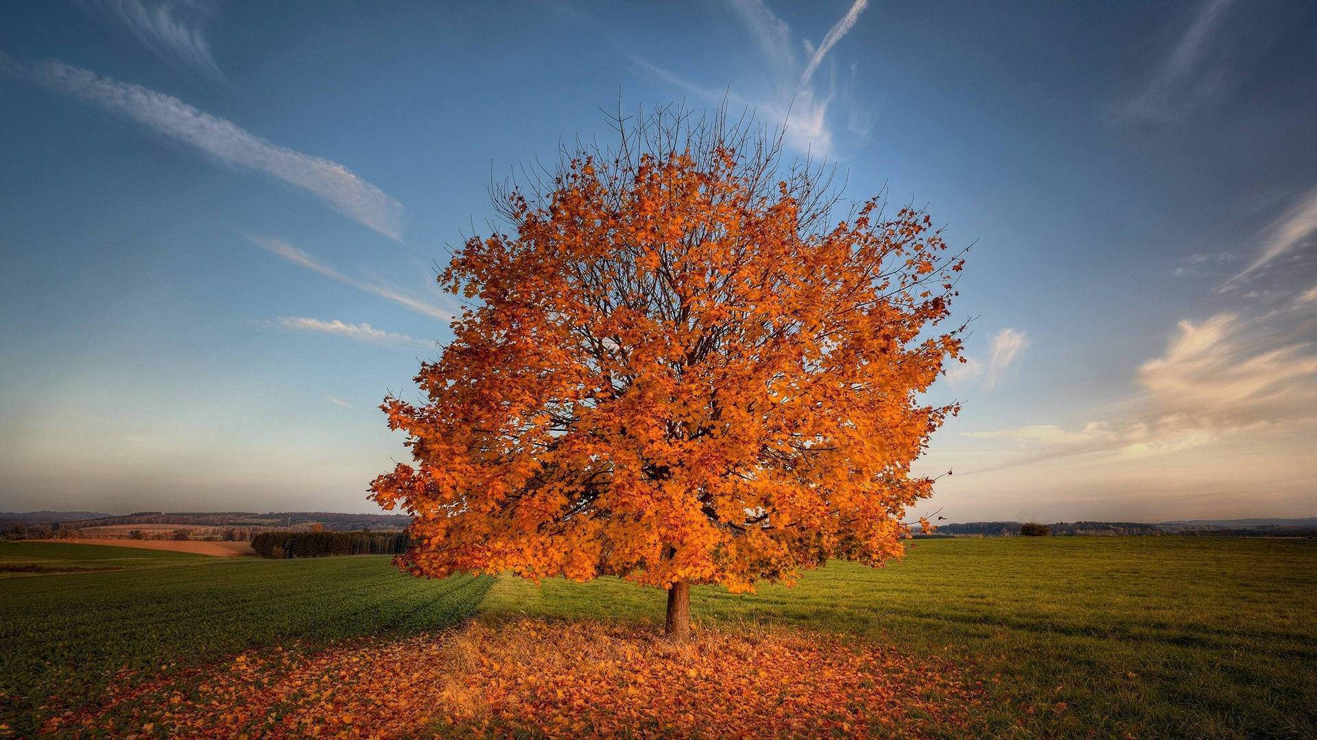 2560x1440 Fall Lone Maple Tree Background