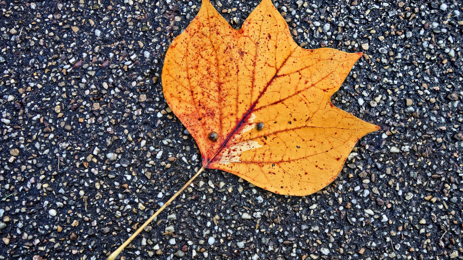 2560x1440 Fall Maple Leaf Background