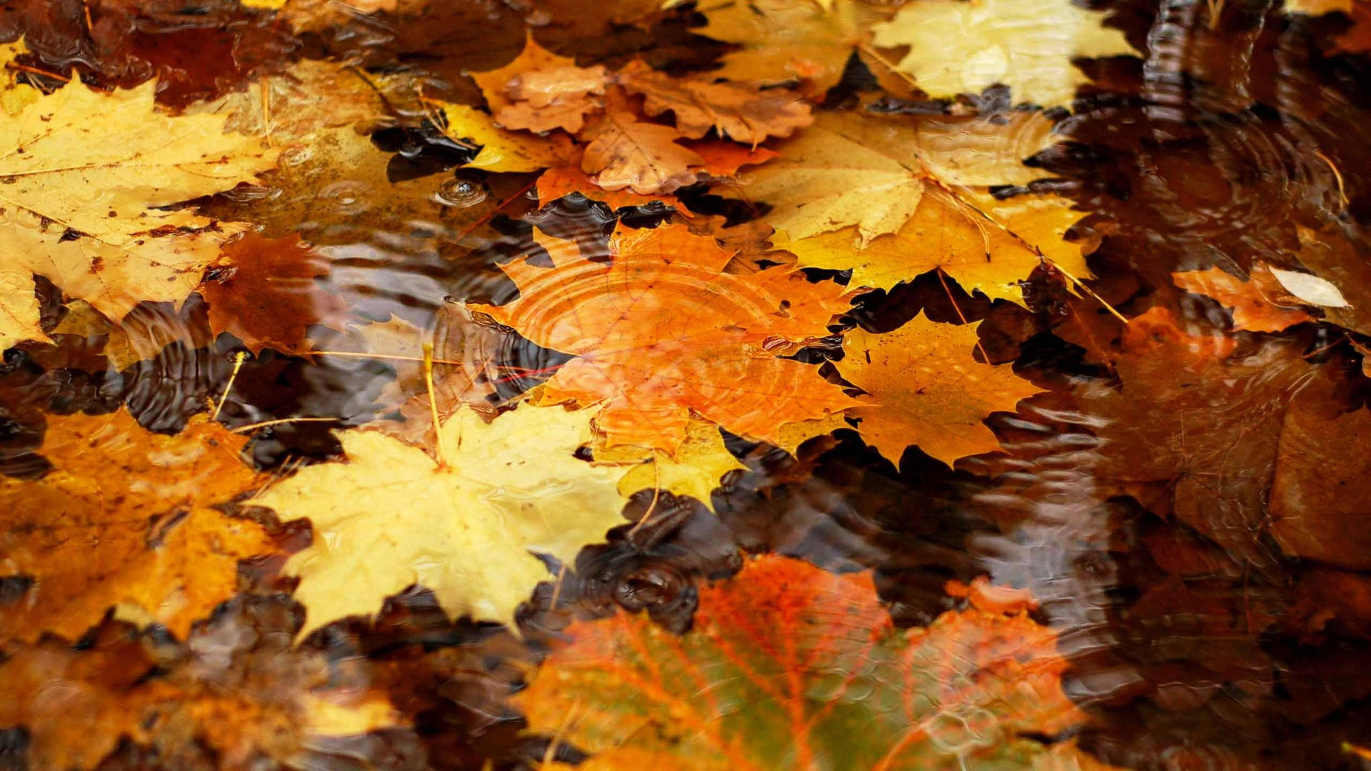 2560x1440 Fall Maple Leaves On Water Background