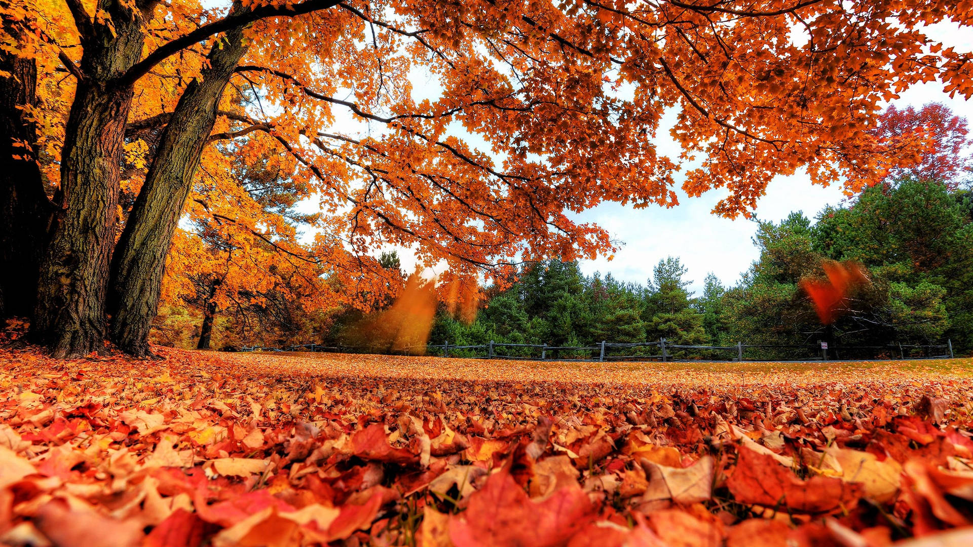 2560x1440 Fall Orange Leaves Background