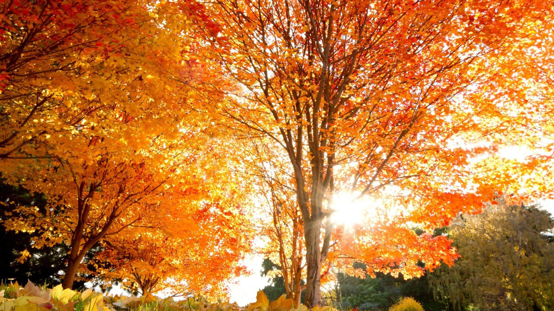 2560x1440 Fall Orange Maple Trees Background