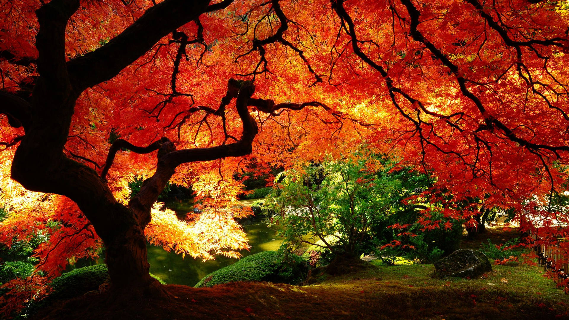 2560x1440 Fall Orange Red Tree Background