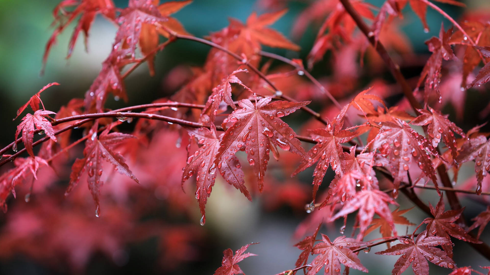2560x1440 Fall Pale Red Maple Leaves Background