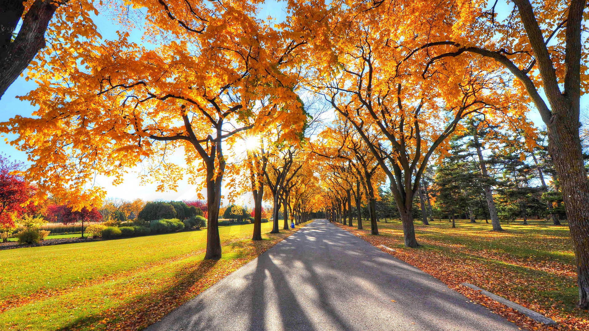 2560x1440 Fall Park With Maple Trees Background