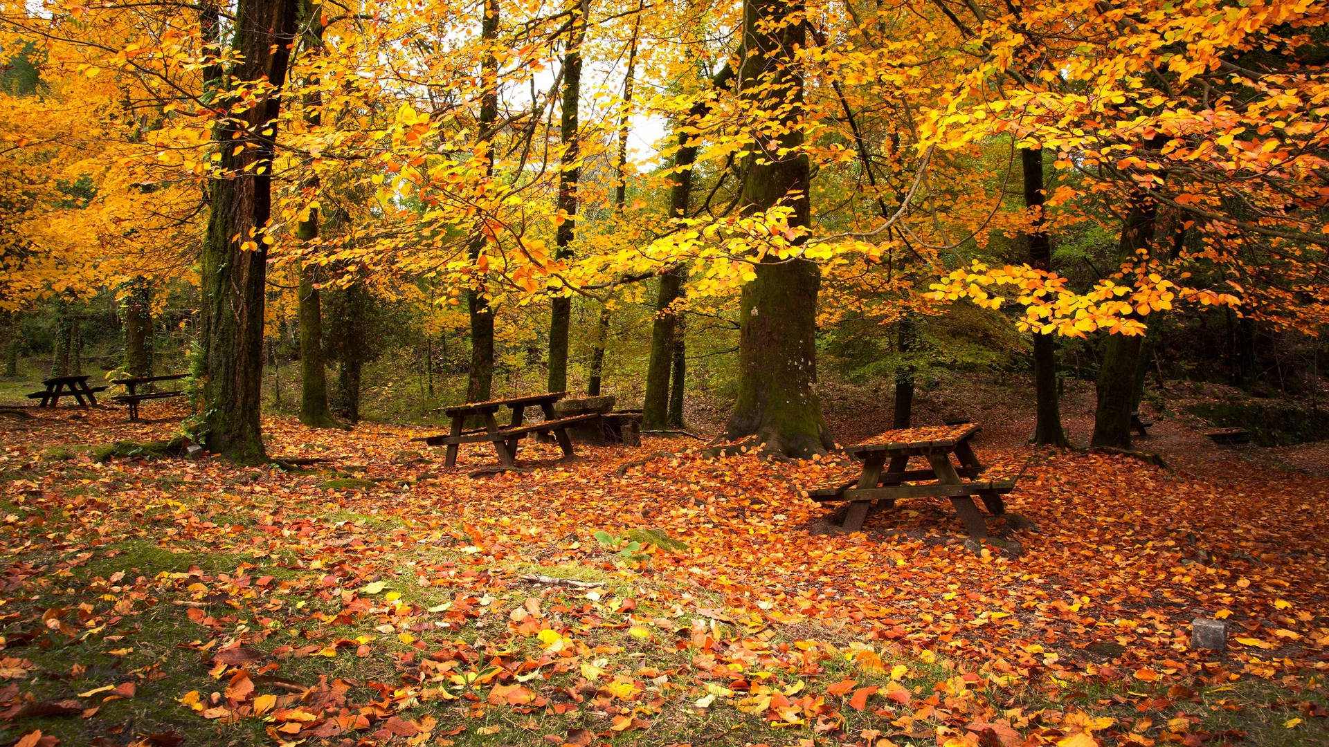 2560x1440 Fall Picnic Tables Background