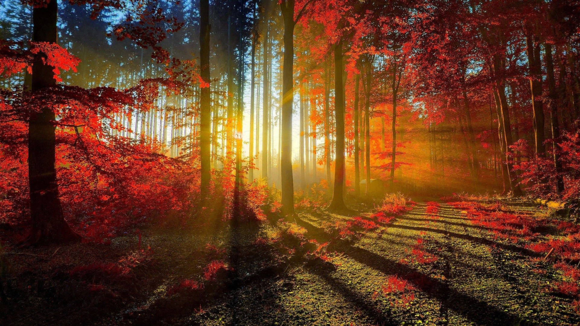 2560x1440 Fall Sun-lit Forest Background