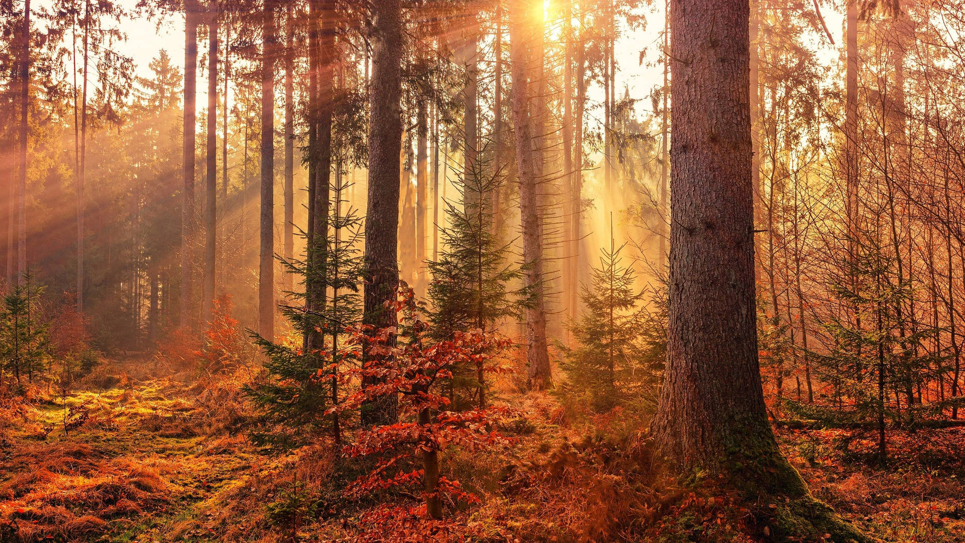 2560x1440 Fall Sunrays In Forest Background