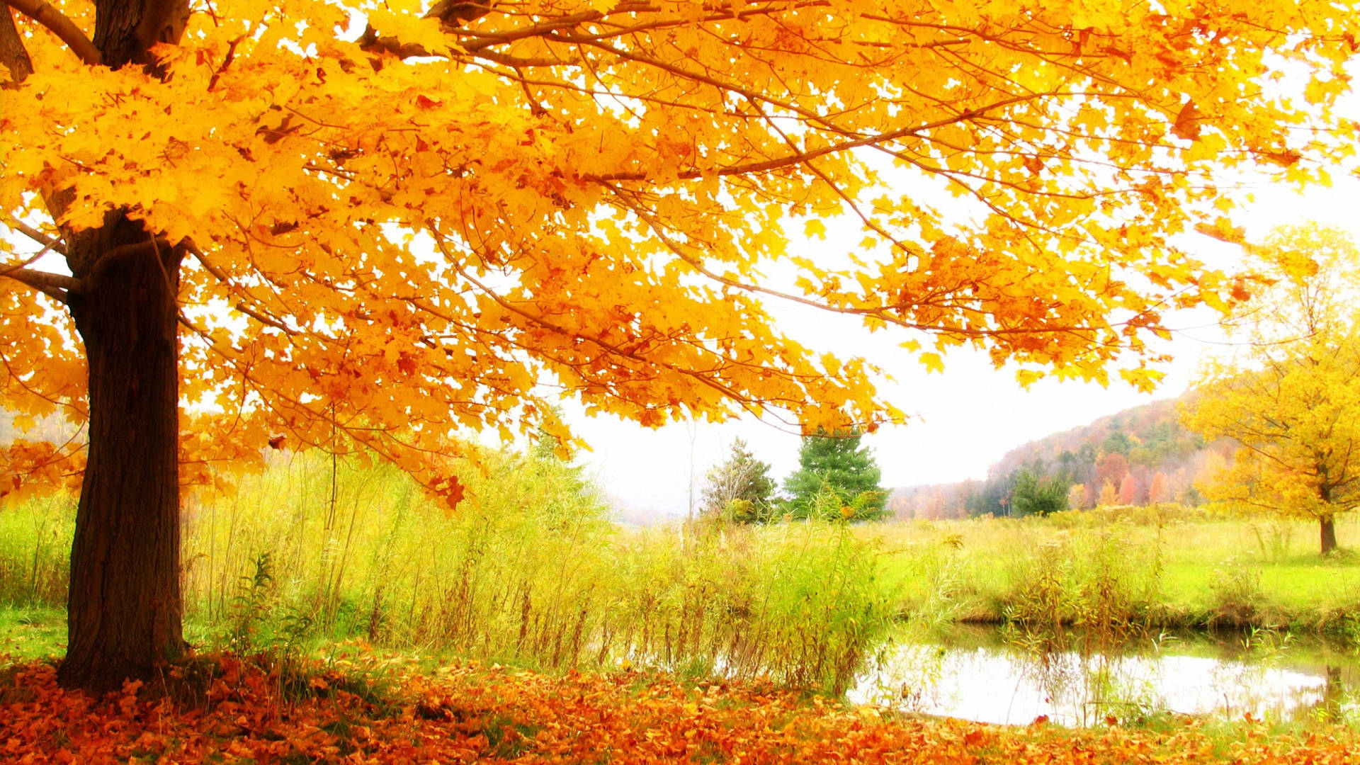 2560x1440 Fall Tree By The Lake Background