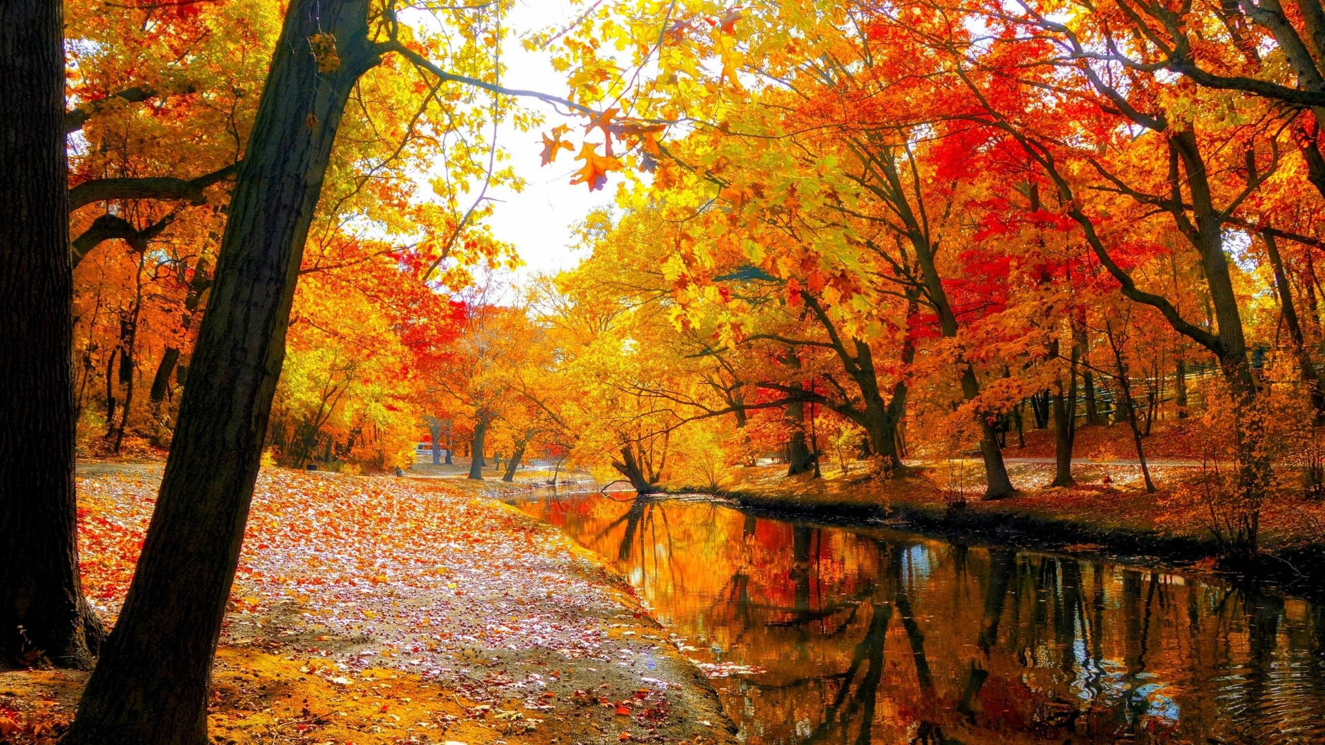2560x1440 Fall Trees By The River