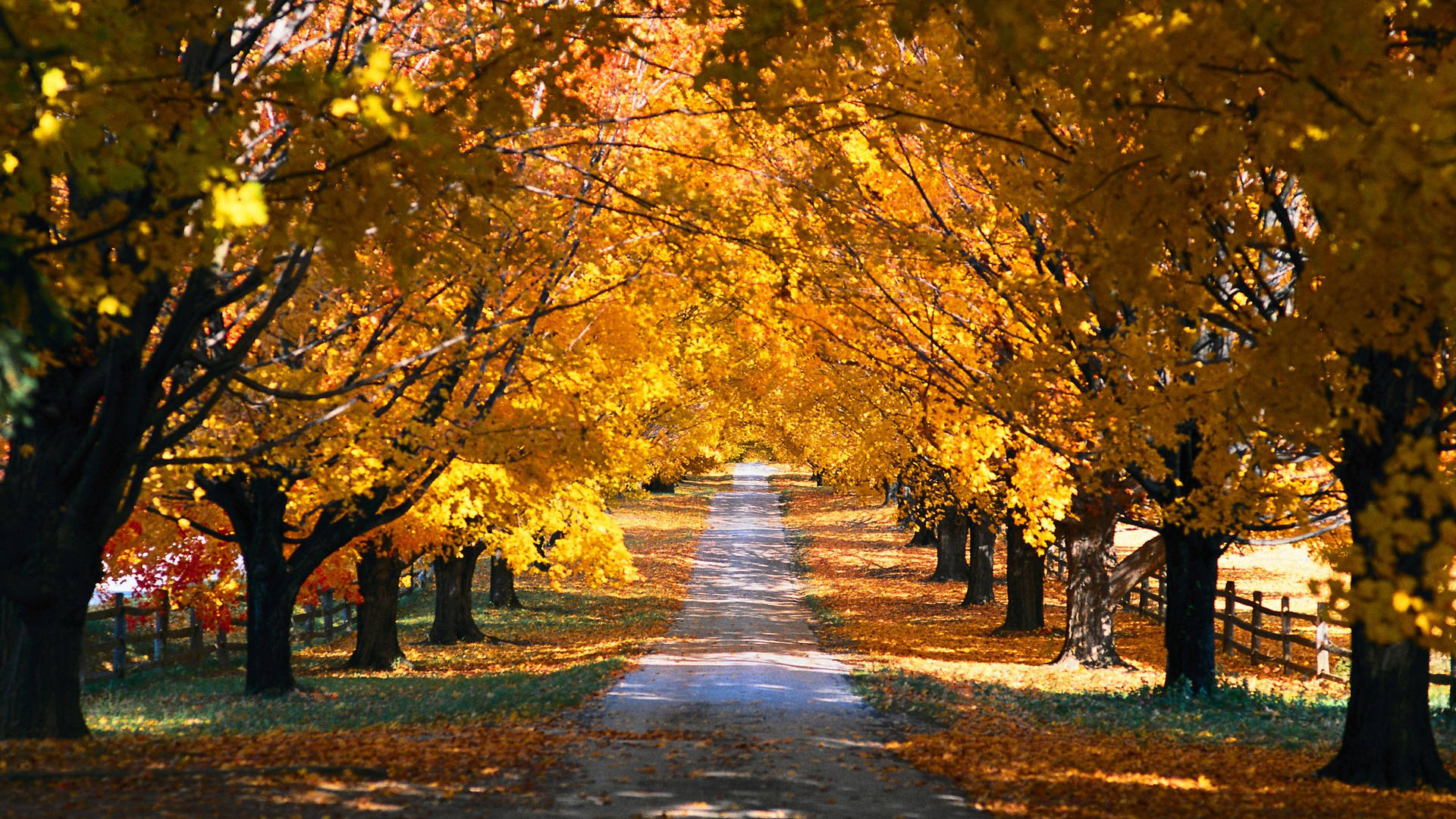 2560x1440 Fall Trees Shaded Road Background