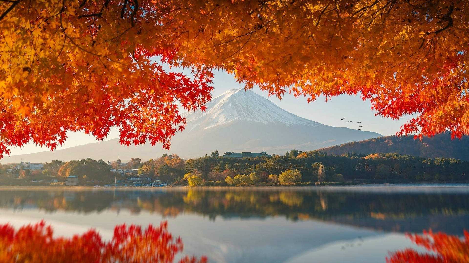 2560x1440 Fall Volcano And Orange Trees Background