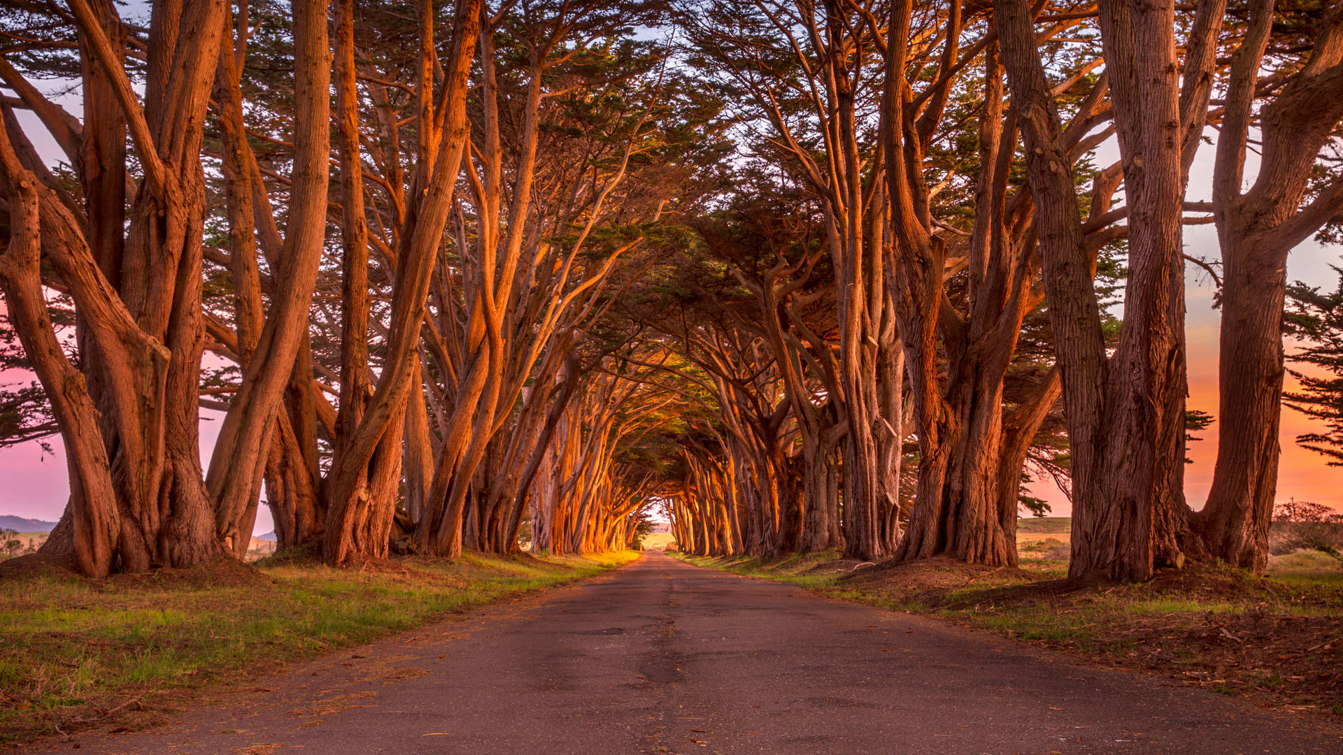 2560x1440 Nature Cypress Tree Tunnel