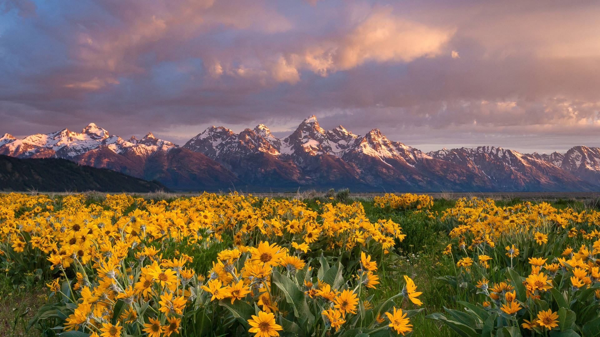 2560x1440 Nature Grand Teton Flower Field Background