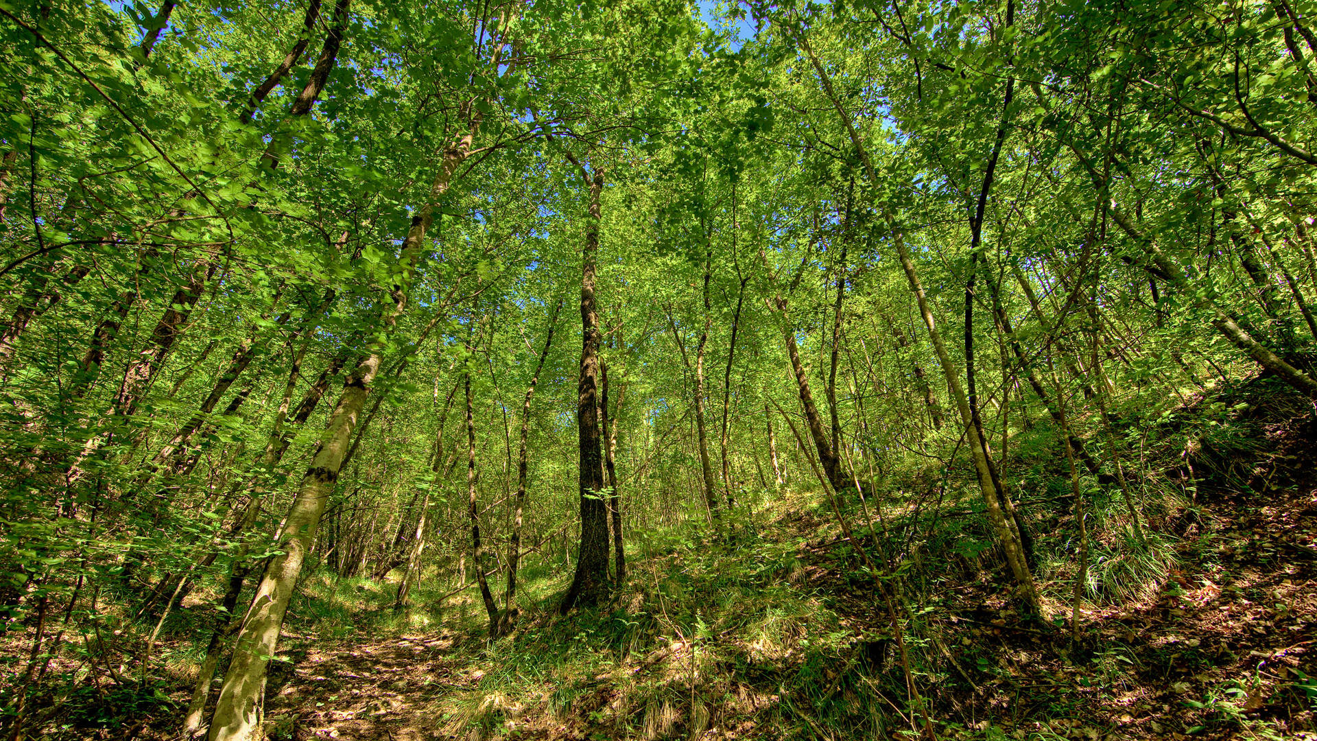 2560x1440 Nature Green Forest Background