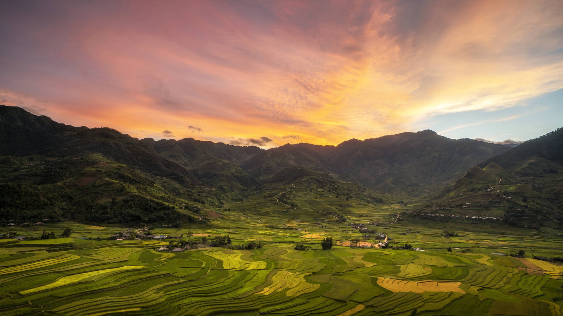 2560x1440 Nature Tea Plantation Background