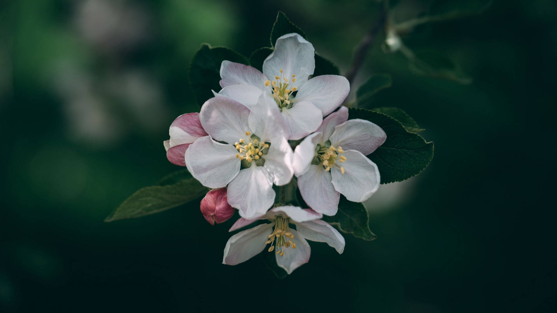 2560x1440 Spring Apple Flowers Background