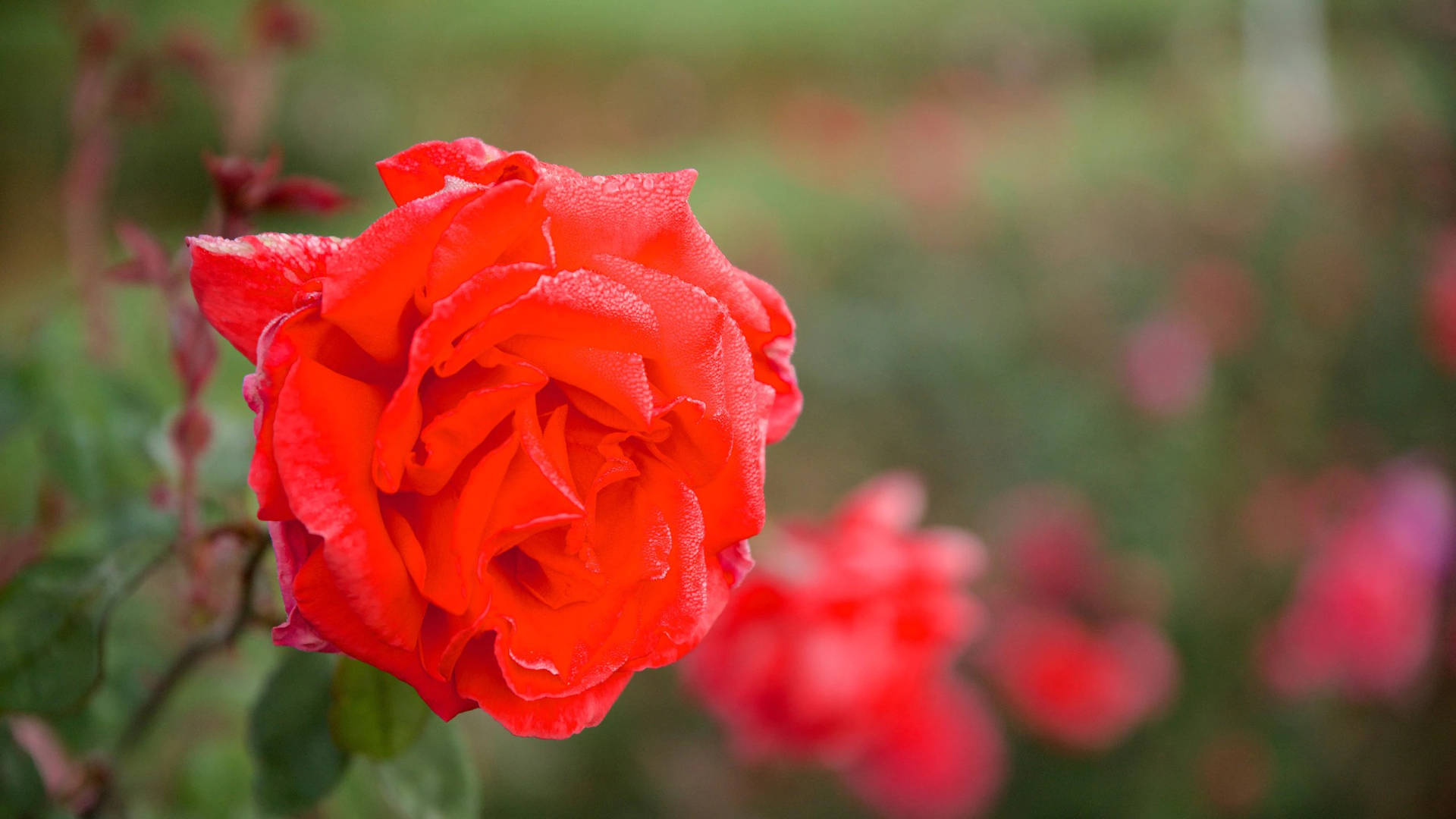 2560x1440 Spring Big Red Rose Background