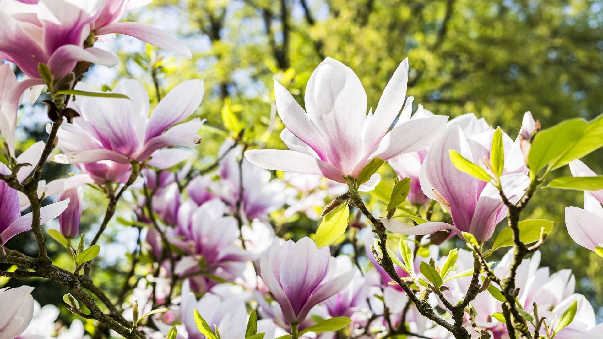 2560x1440 Spring Blooming Magnolias Background