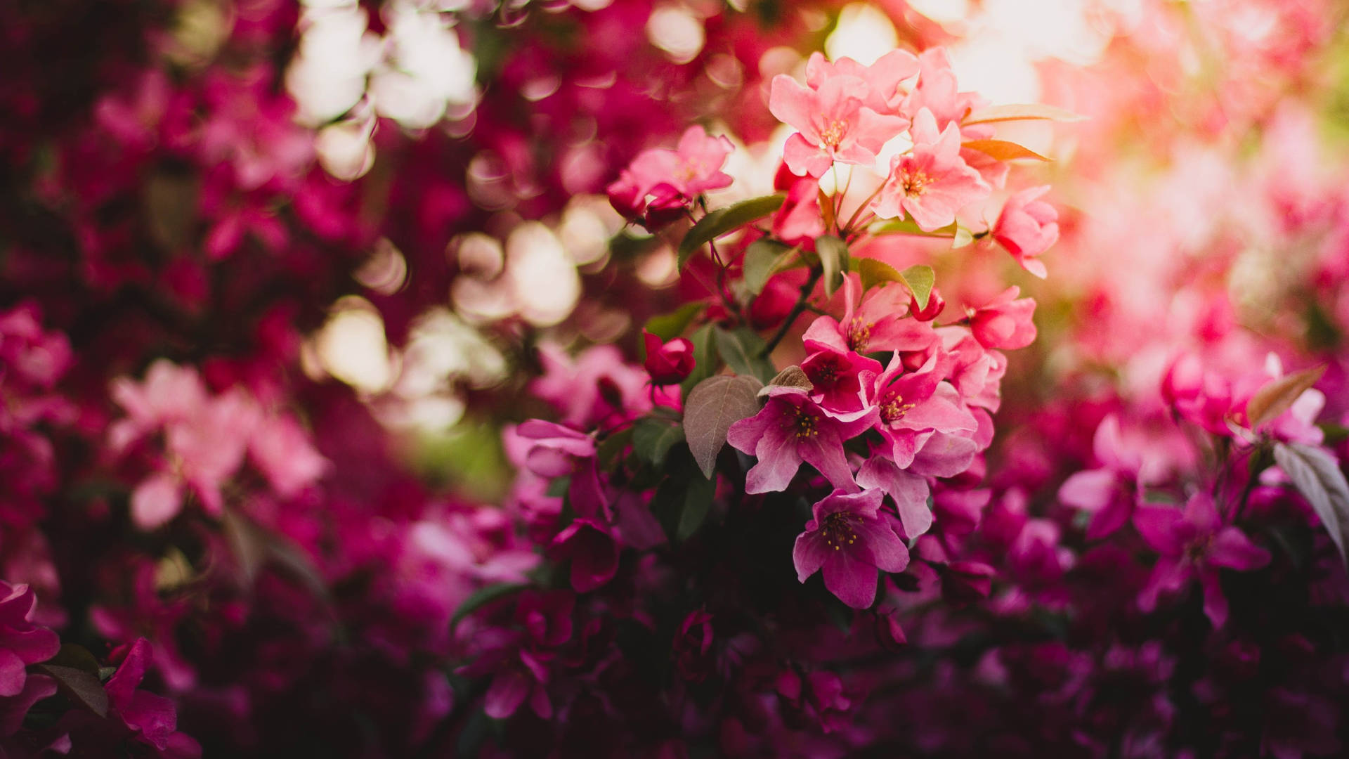 2560x1440 Spring Blooming Pink Flowers Background