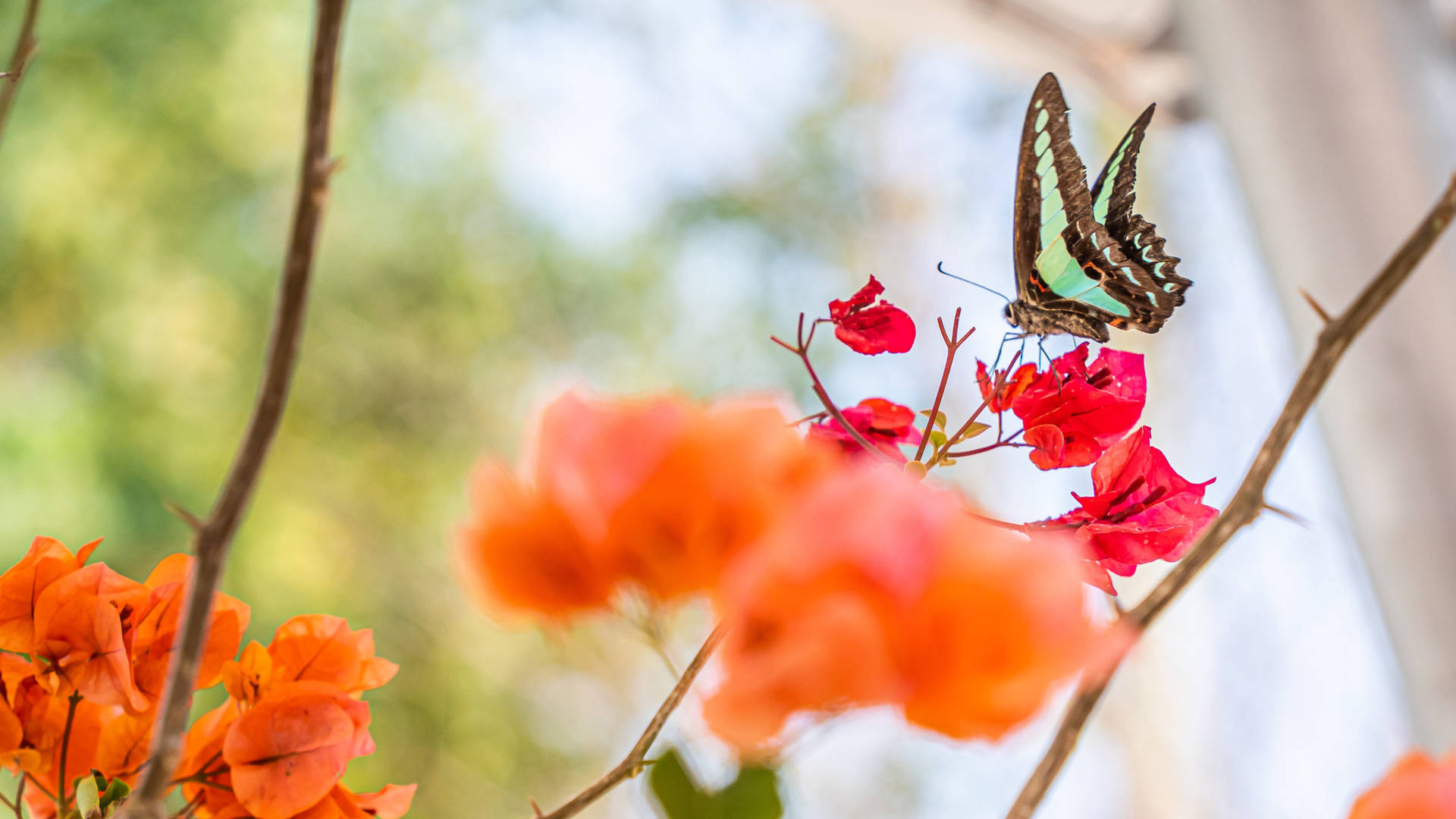 2560x1440 Spring Blue-green Butterfly Background