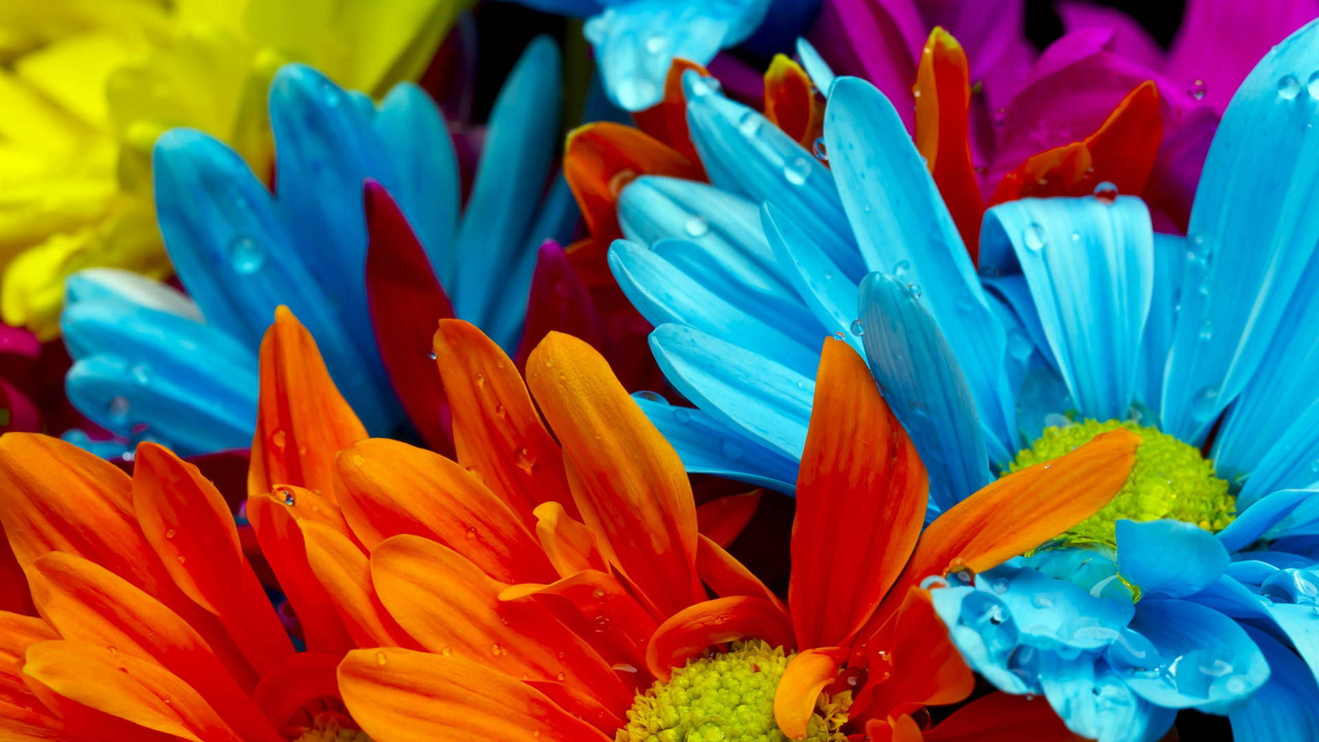 2560x1440 Spring Blue Orange Flowers Background