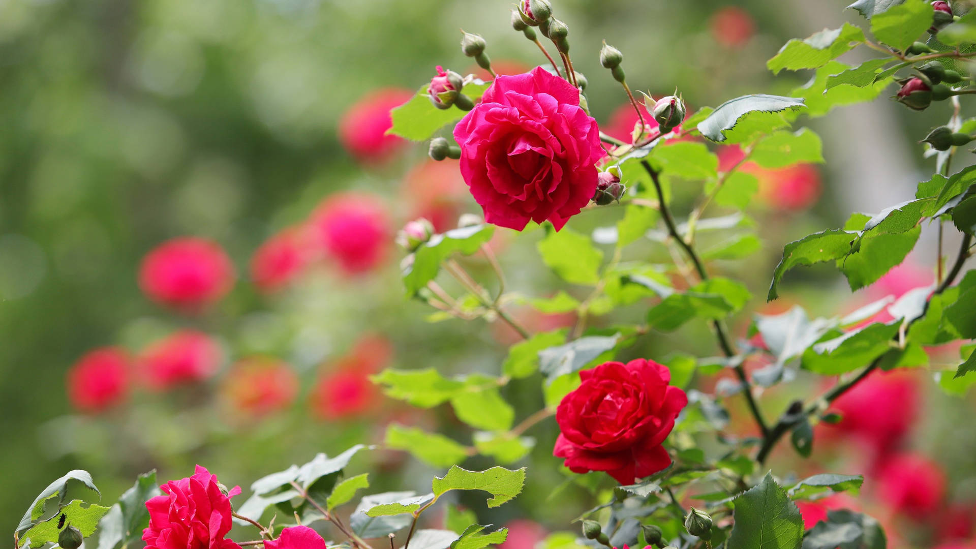 2560x1440 Spring Bush Rose Background