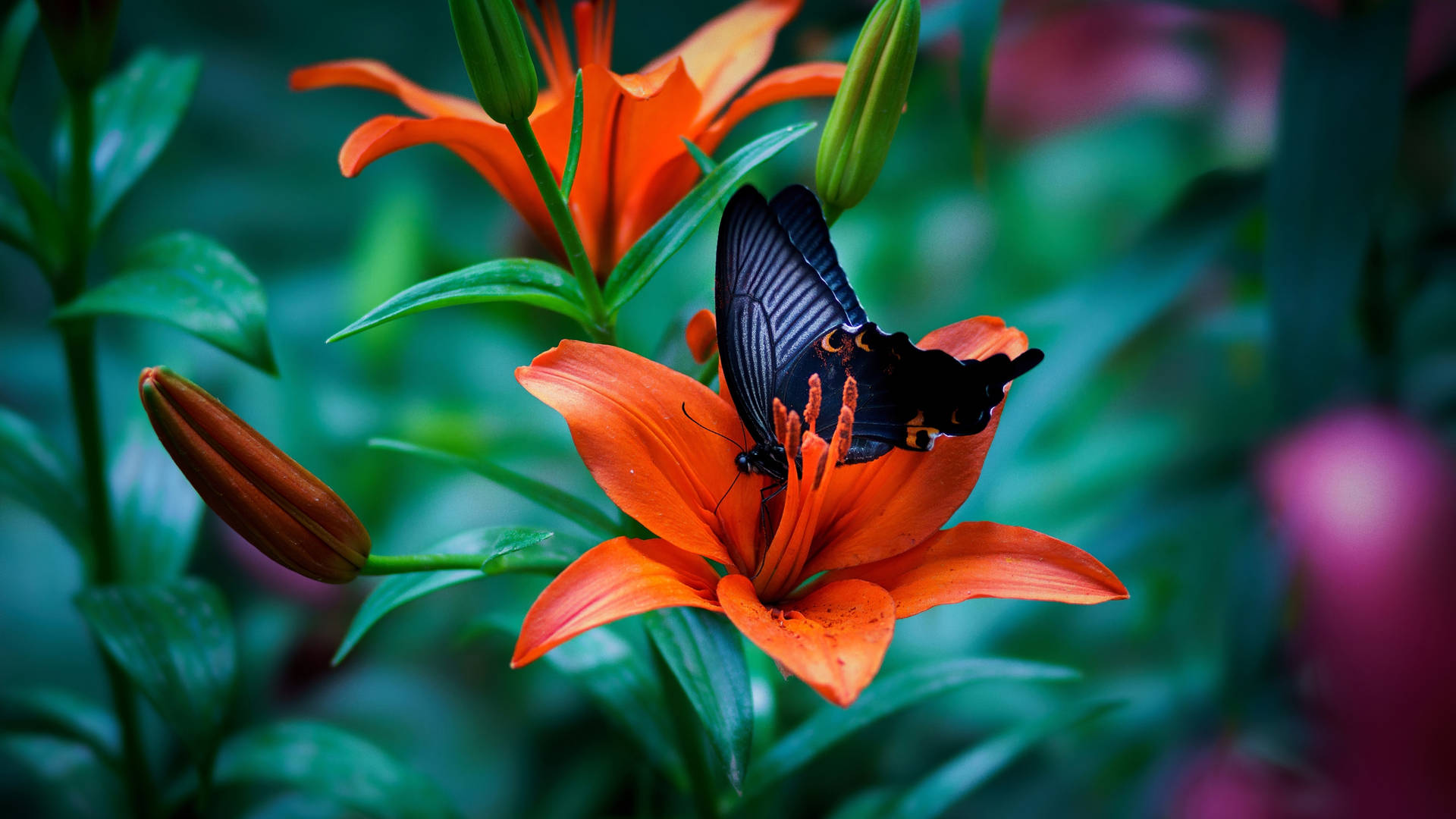 2560x1440 Spring Butterfly Orange Flower Background