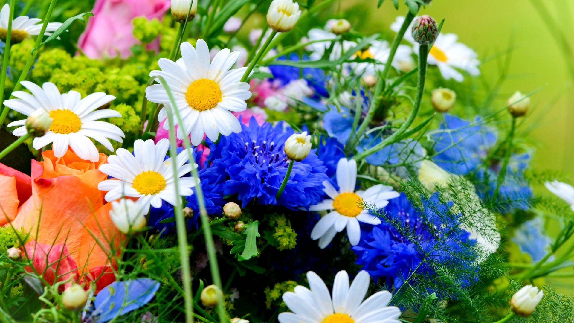 2560x1440 Spring Chamomile Flowers