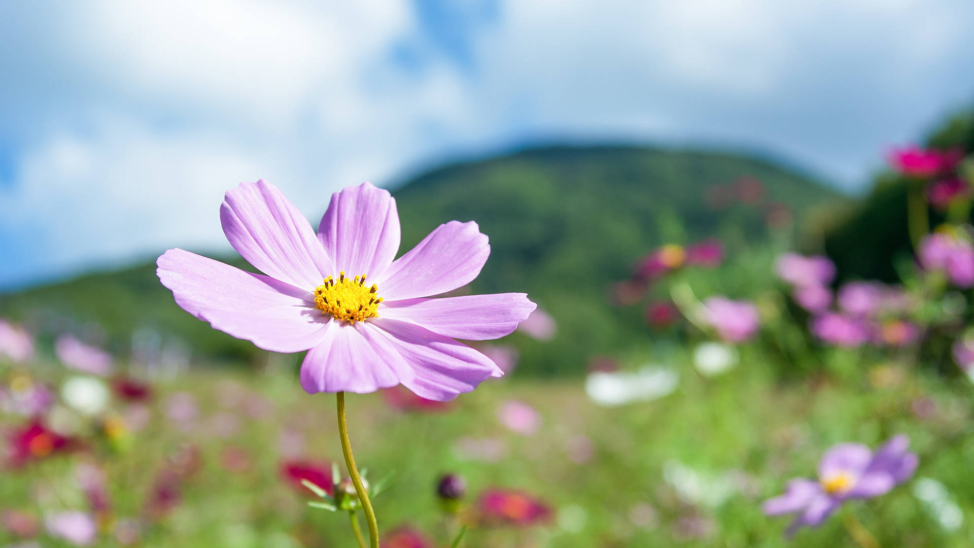 2560x1440 Spring Cosmos Purple Background