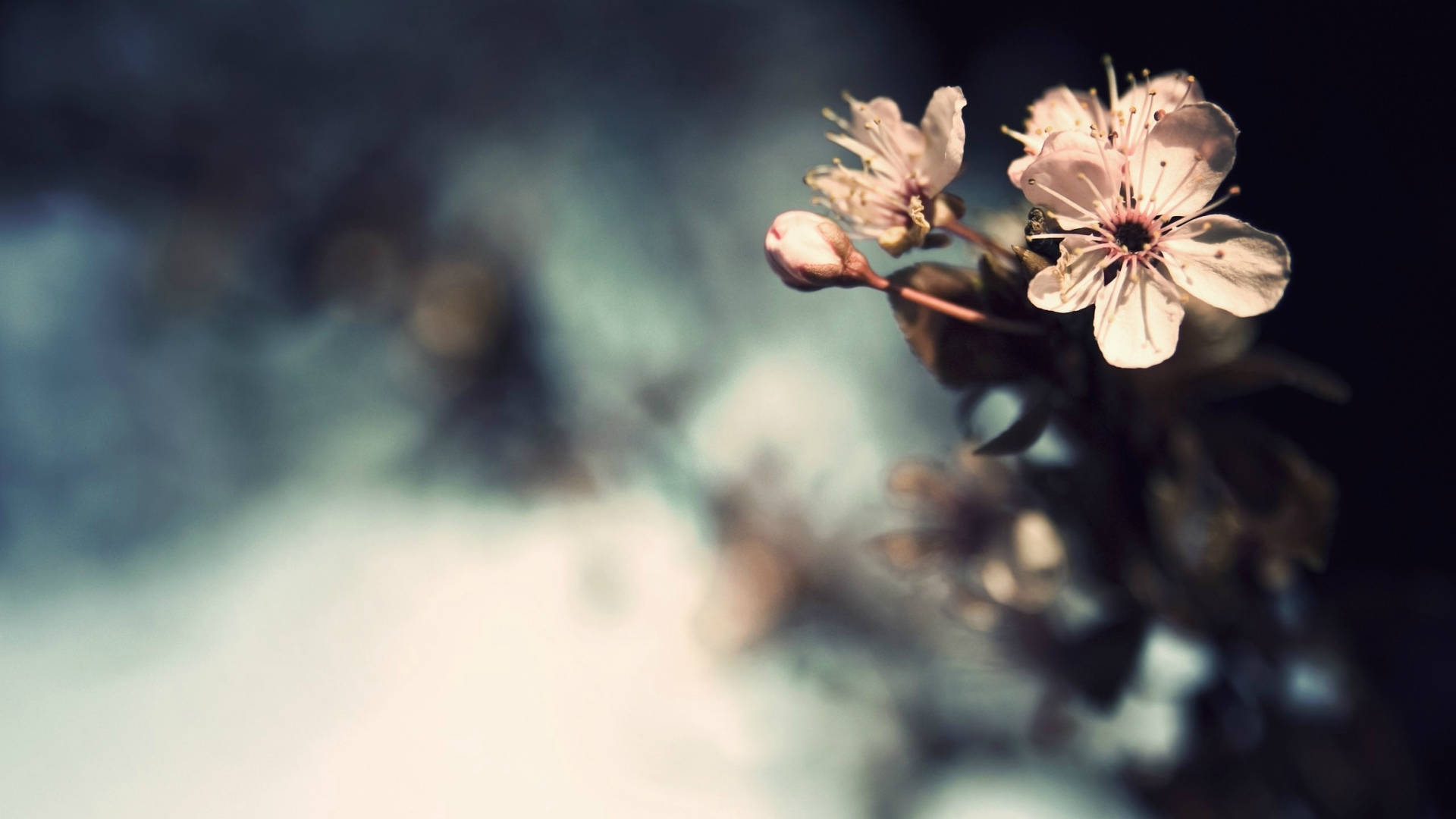 2560x1440 Spring Few White Flowers Background